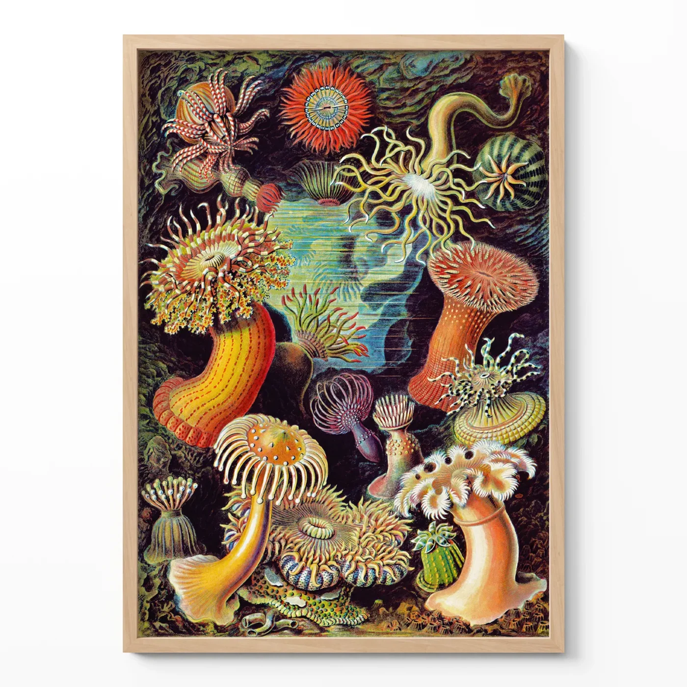 Ernst Haeckel Anemones Poster