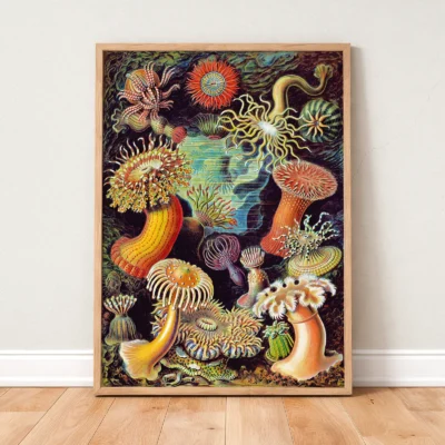Ernst Haeckel Anemones Poster - Image 2