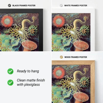 Anemones Wall Art by Ernst Haeckel