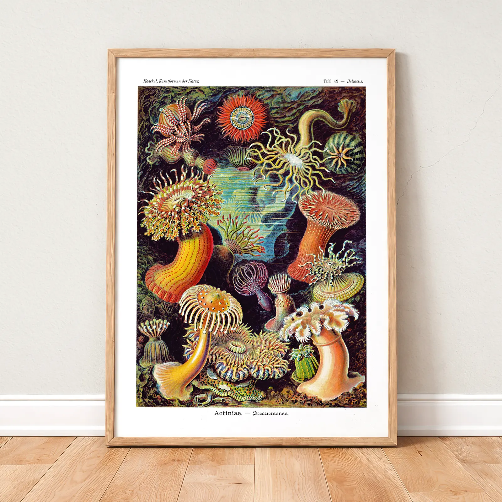Actinia Anemones by Ernst Haeckel Poster