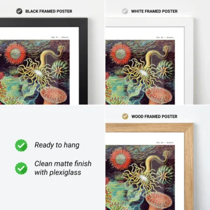 Actinia Anemones Wall Art by Ernst Haeckel