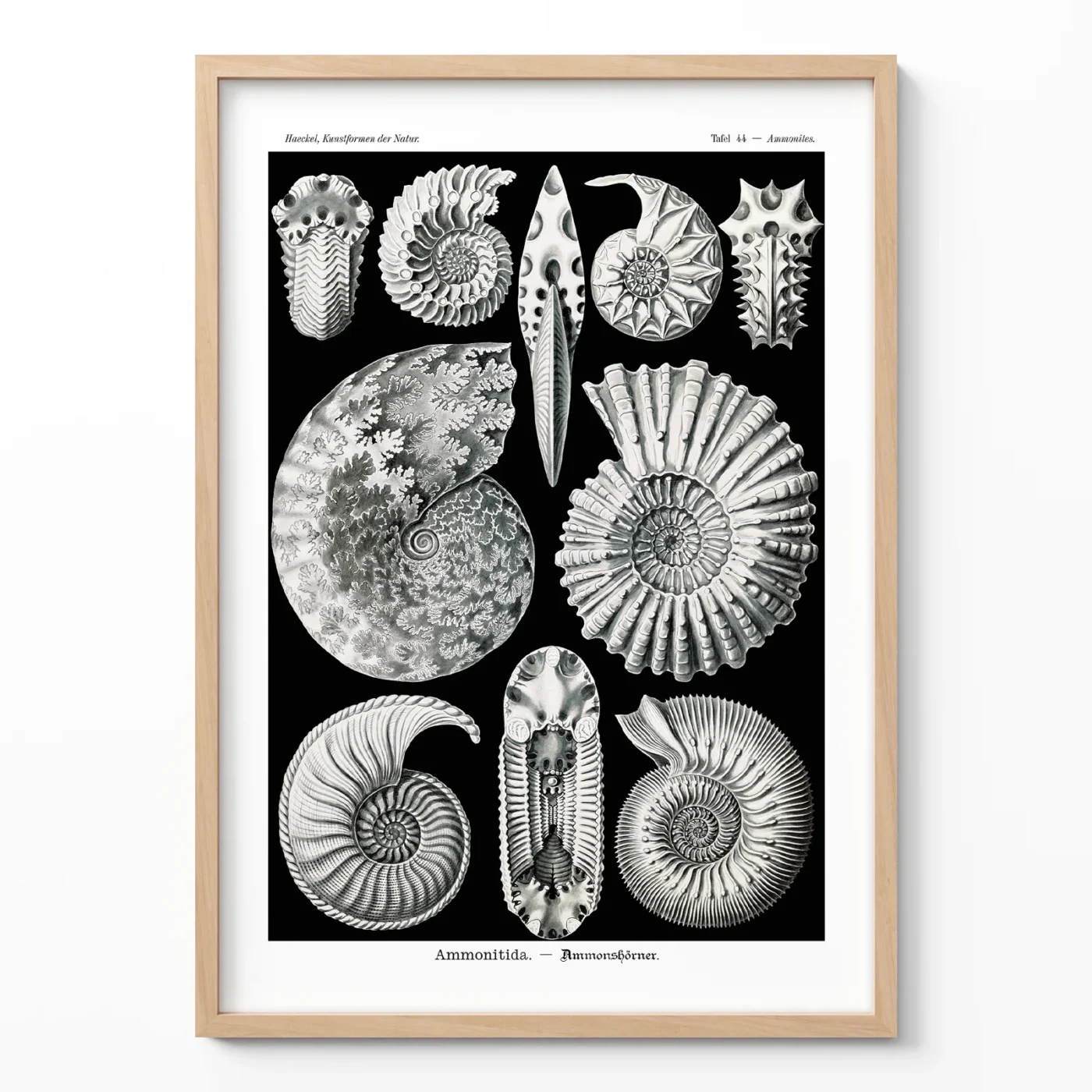 Ammonitida by Ernst Haeckel Poster