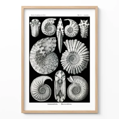 Ammonitida by Ernst Haeckel Poster
