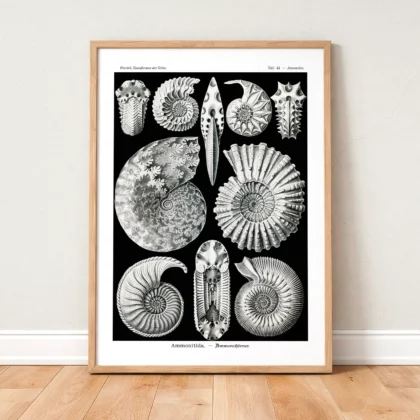 Ammonitida Wall Art by Ernst Haeckel