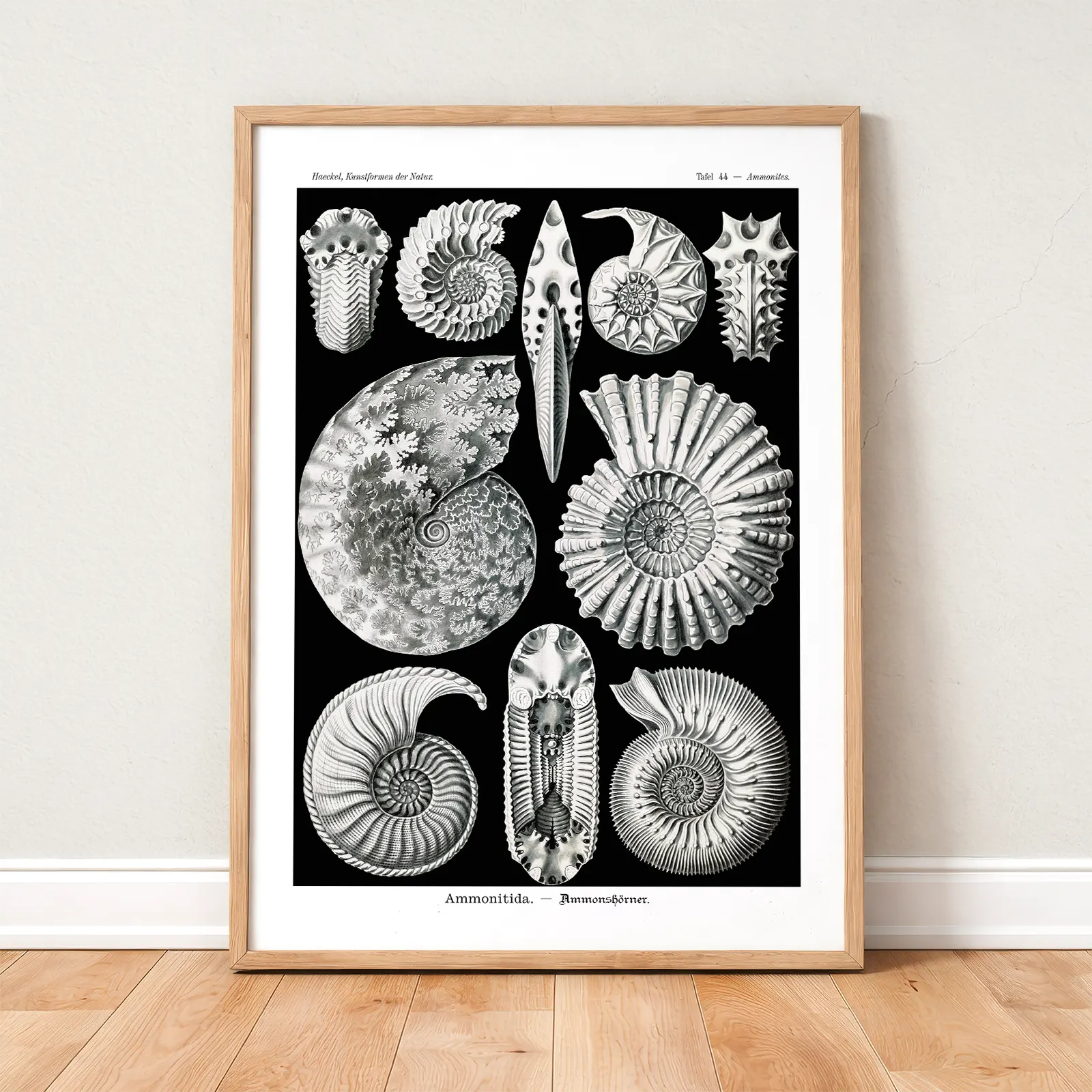 Ammonitida by Ernst Haeckel Poster