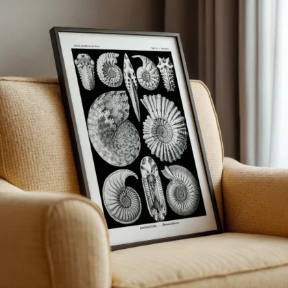 Ammonitida Wall Art by Ernst Haeckel