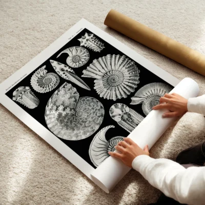 Ammonitida by Ernst Haeckel Poster - Image 7