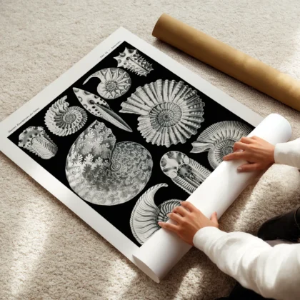 Ammonitida Wall Art by Ernst Haeckel