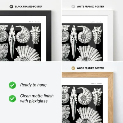 Ammonitida Wall Art by Ernst Haeckel