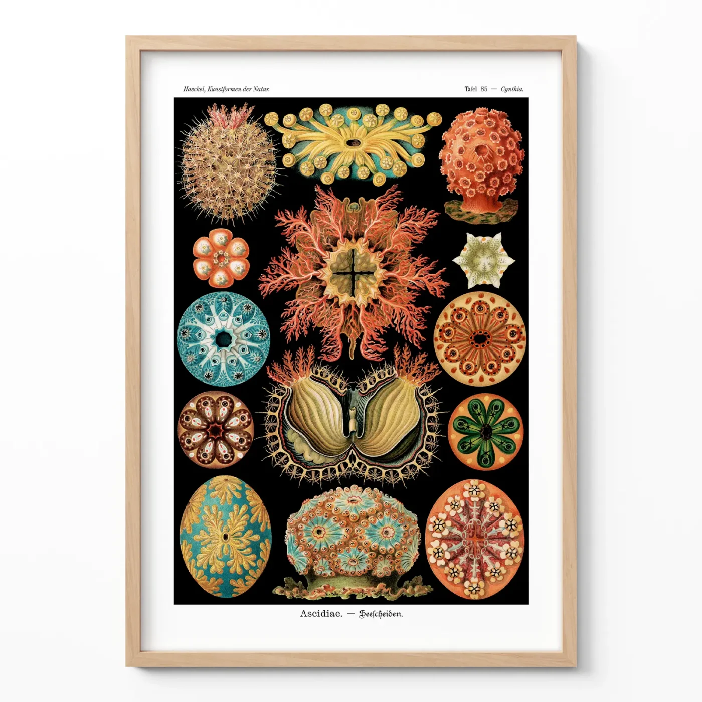 Ernst Haeckel Ascidiae print framed on white wall background