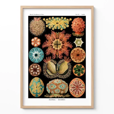 Ernst Haeckel Ascidiae print framed on white wall background