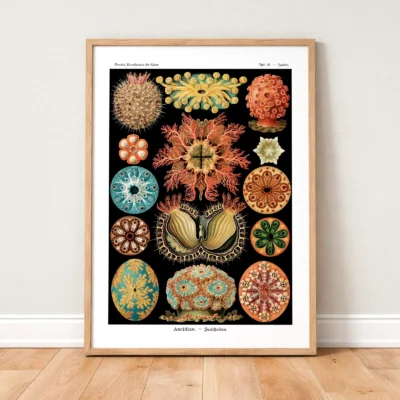 Ernst Haeckel Ascidiae poster framed and standing on wooden floor