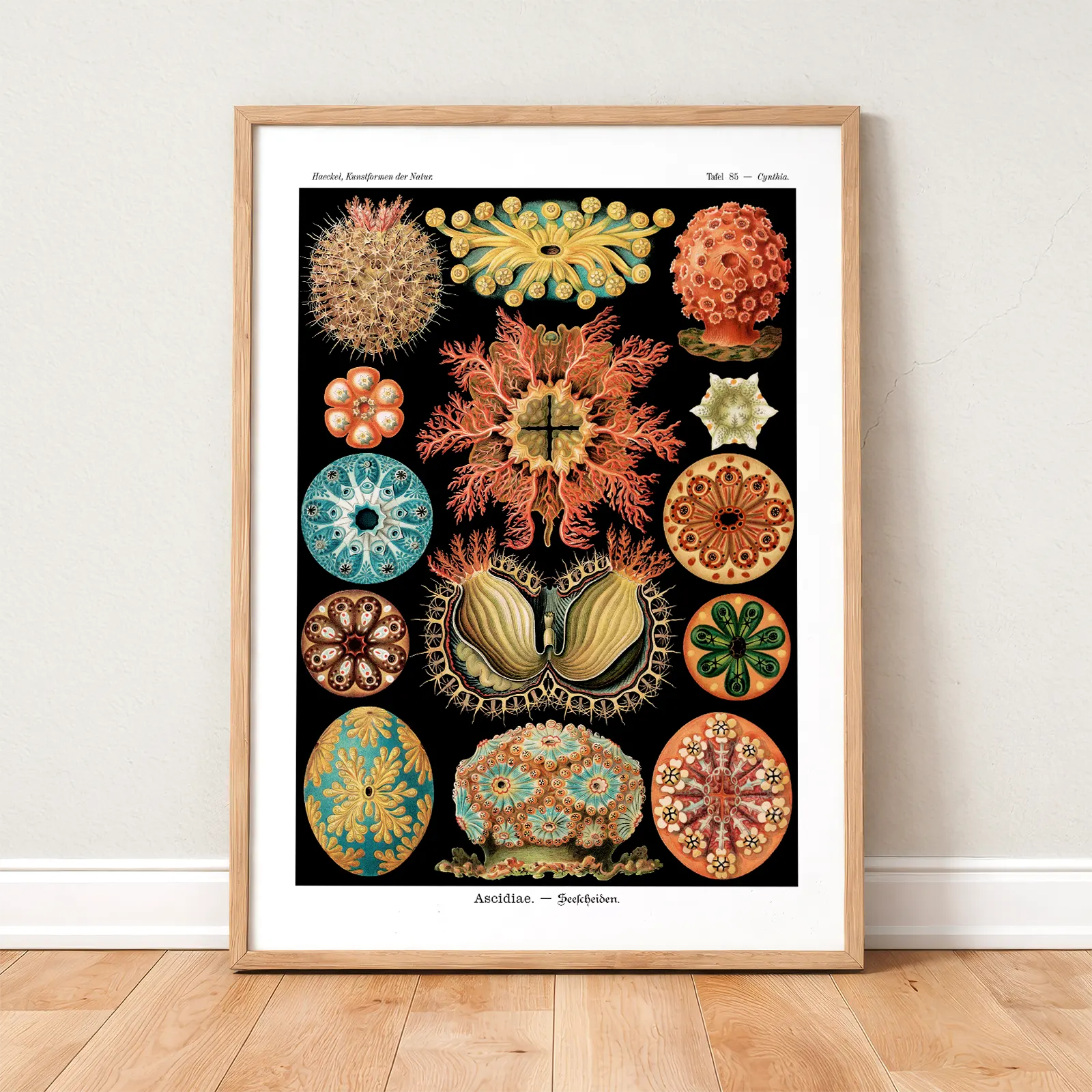 Nepenthes by Ernst Haeckel Poster – Botanical Print Ernst Haeckel Ascidiae Print – Sea Squirts Poster