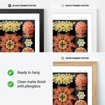 Ernst Haeckel Ascidiae poster available in black white and wood frames