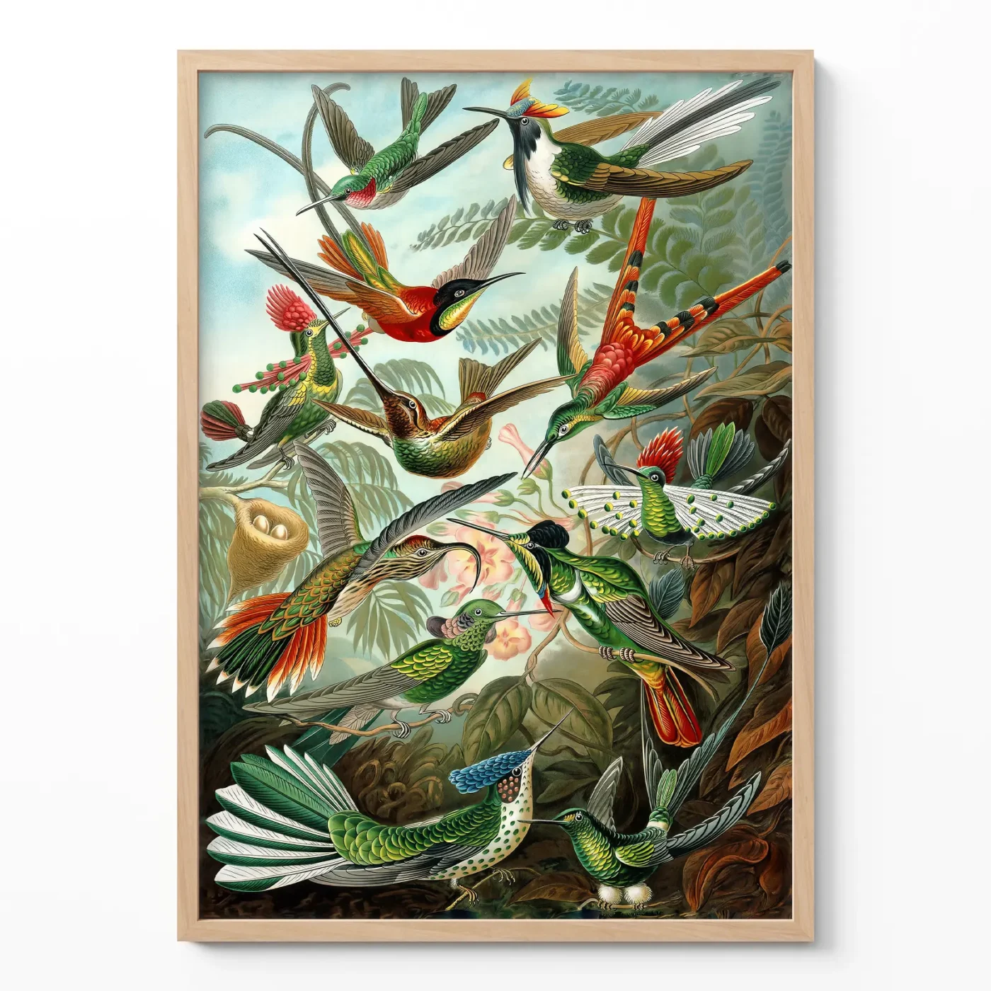 Birds of Paradise Print by Ernst Haeckel