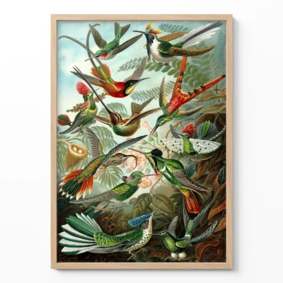 Birds of Paradise Print by Ernst Haeckel