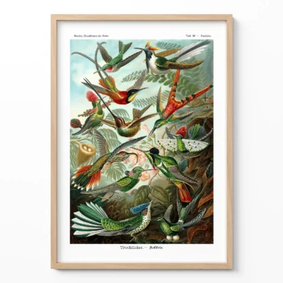 Vintage Birds Art Print by Ernst Haeckel
