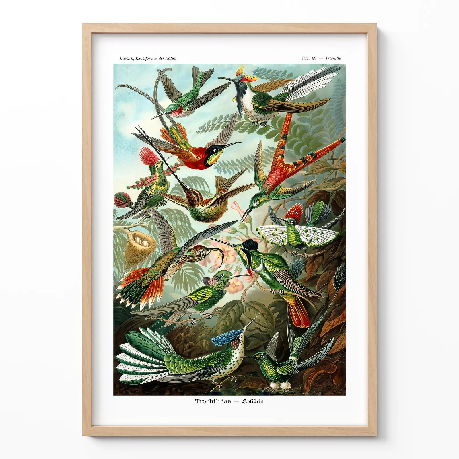 Vintage Birds Art Print by Ernst Haeckel