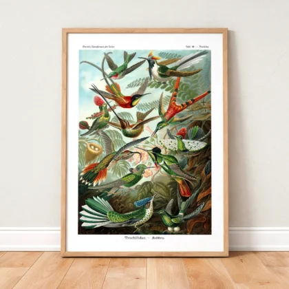 Vintage Birds Wall Art by Ernst Haeckel