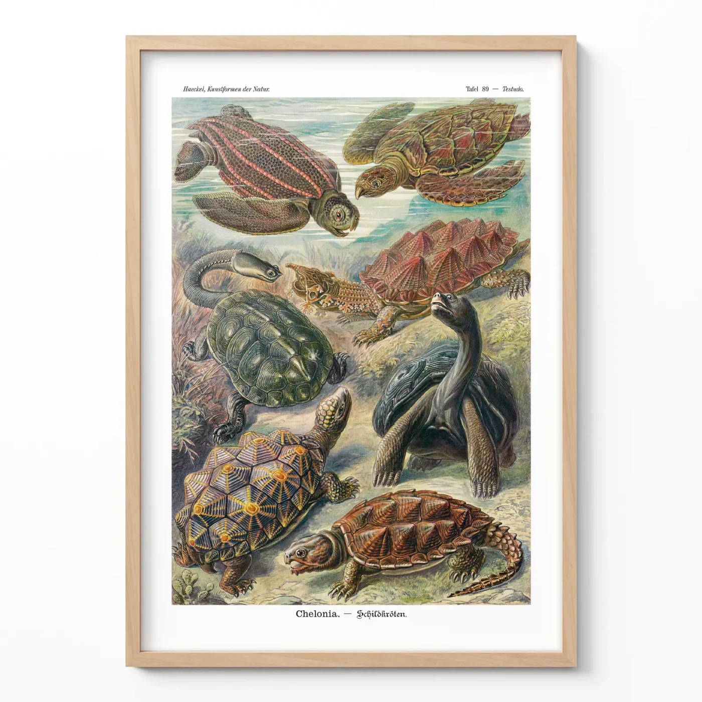 Turtles print Chelonia by Ernst Haeckel framed on white wall
