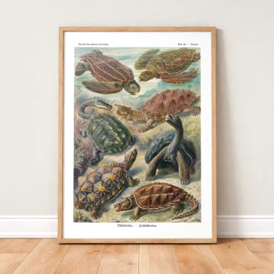 Chelonia Turtles Wall Art by Ernst Haeckel