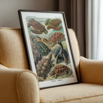 Chelonia Turtles Wall Art by Ernst Haeckel