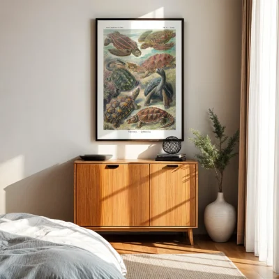 Chelonia Turtles Wall Art by Ernst Haeckel