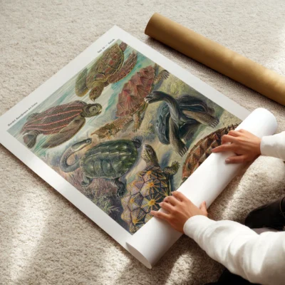 Chelonia Turtles Wall Art by Ernst Haeckel