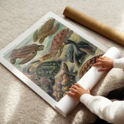 Chelonia Turtles Wall Art by Ernst Haeckel