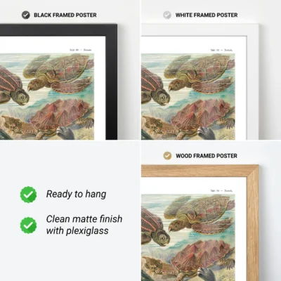 Chelonia Turtles Wall Art by Ernst Haeckel