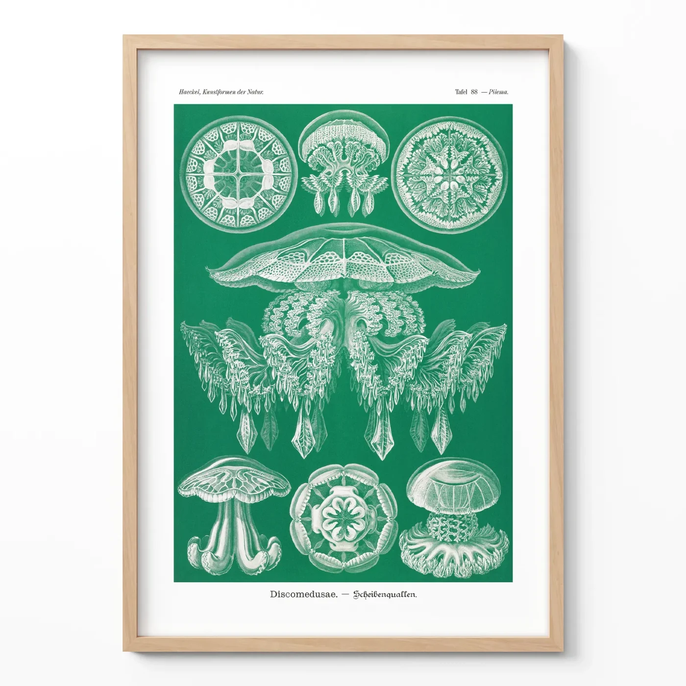 Jellyfish poster Discomedusae by Ernst Haeckel framed on white wall