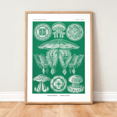 Jellyfish poster Discomedusae by Ernst Haeckel framed on wooden floor