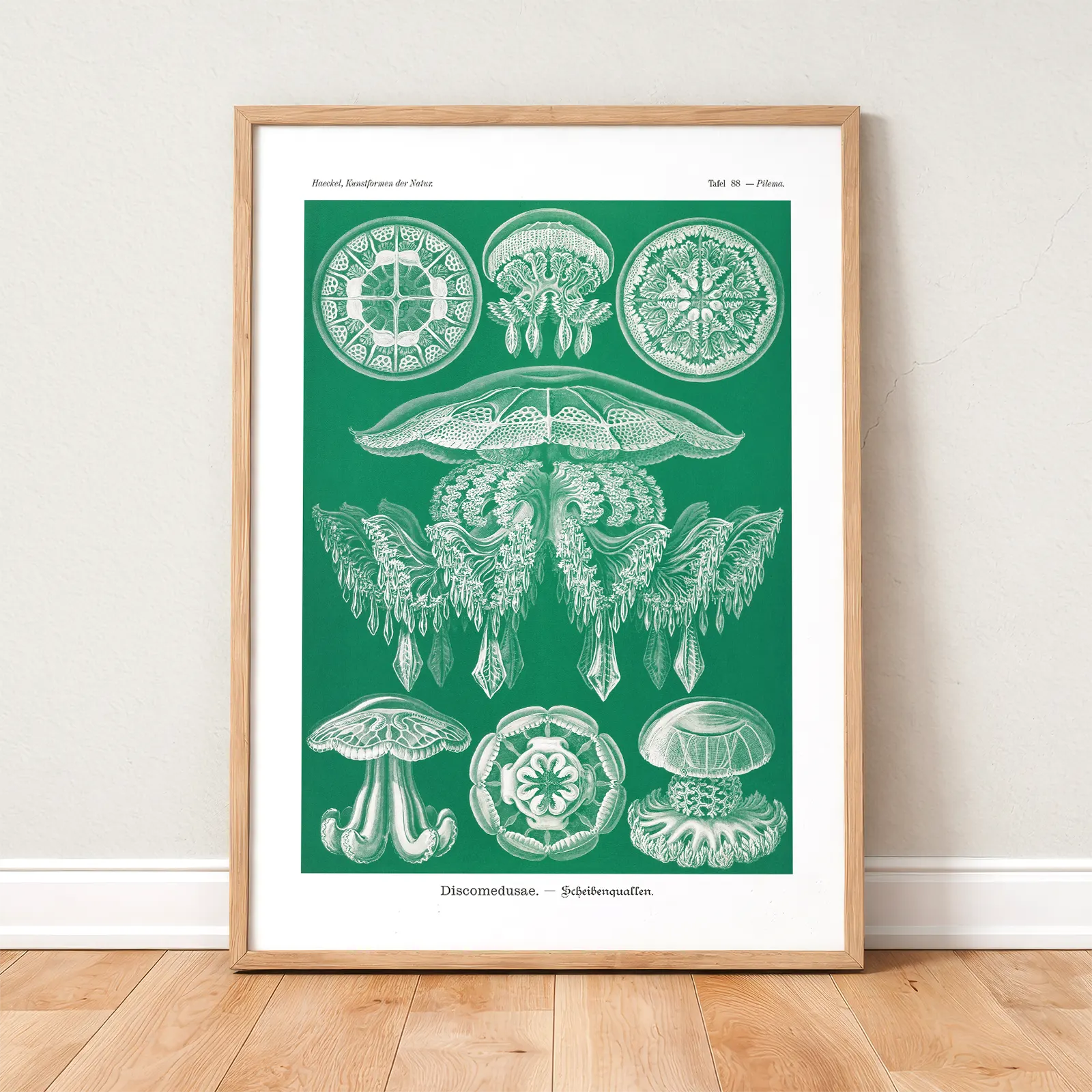 Orchids by Ernst Haeckel Poster – Botanical Wall Art Discomedusae Green Jellyfish by Ernst Haeckel Poster