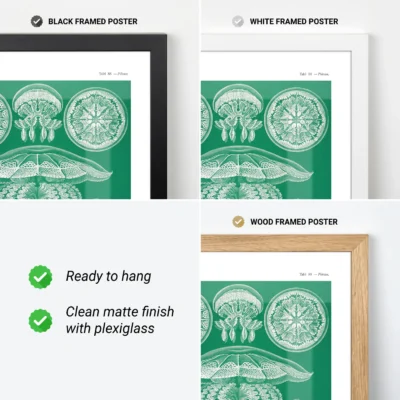 Jellyfish poster Discomedusae by Ernst Haeckel available in frames