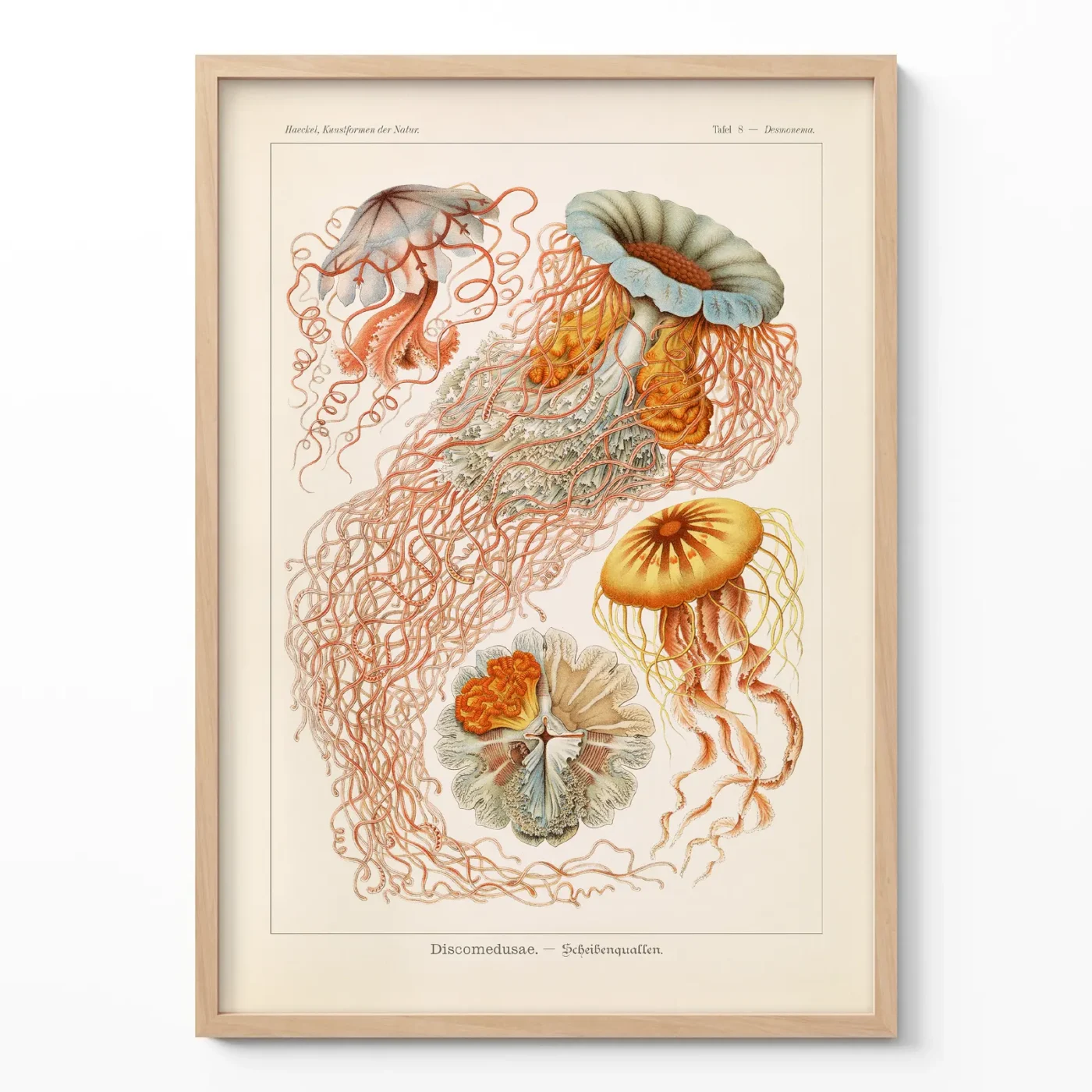 Ernst Haeckel poster Discomedusae framed on white wall