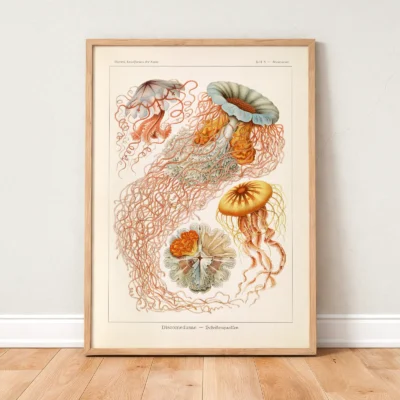 Discomedusae by Ernst Haeckel Poster - Image 2