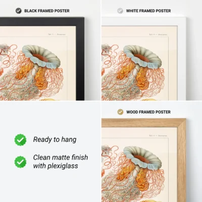 Discomedusae by Ernst Haeckel Poster - Image 8