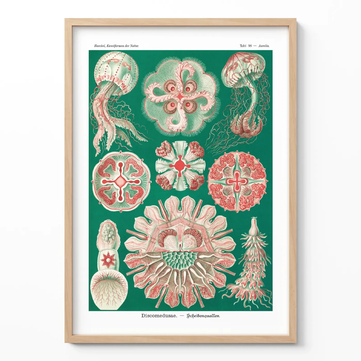 Ernst Haeckel artwork green Discomedusae poster framed on white wall