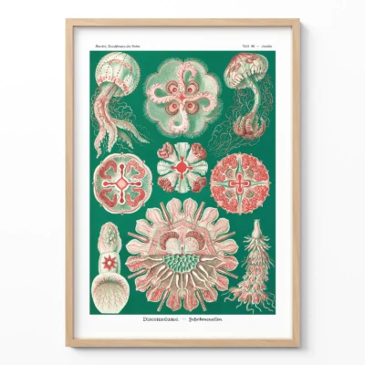 Ernst Haeckel artwork green Discomedusae poster framed on white wall