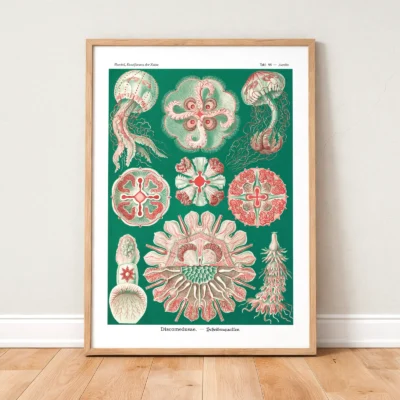 Ernst Haeckel artwork green Discomedusae framed on wooden floor