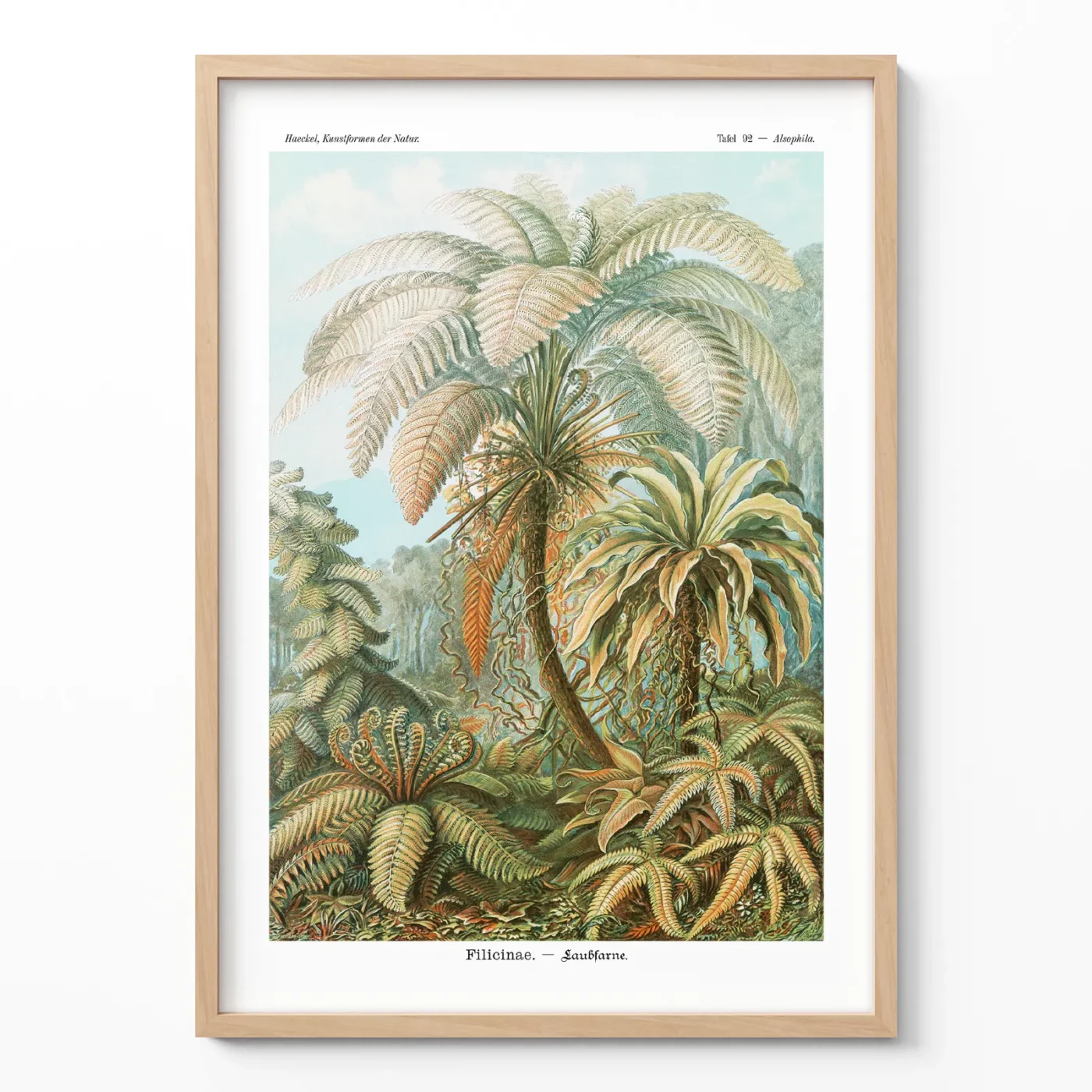 Fern botanical print by Ernst Haeckel framed on white wall