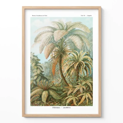 Fern botanical print by Ernst Haeckel framed on white wall