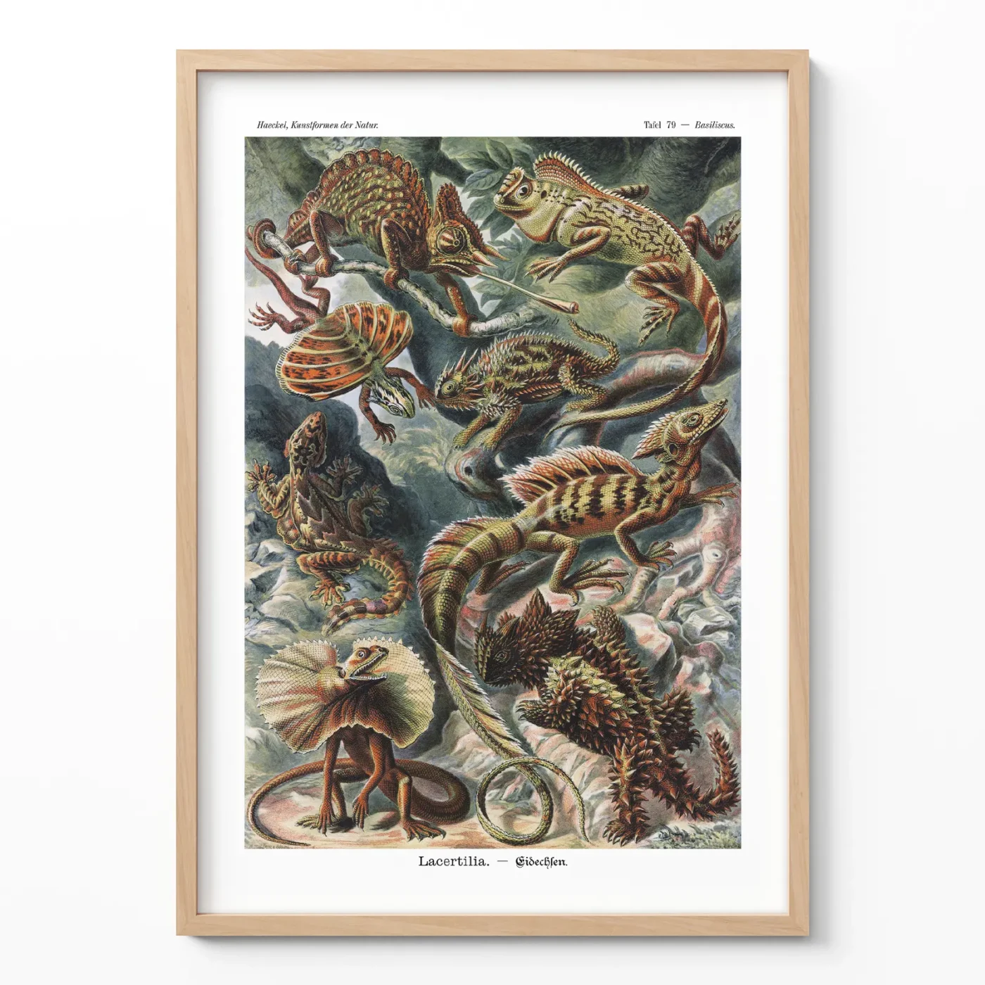 Ernst Haeckel poster reptiles vintage nature print framed on white wall