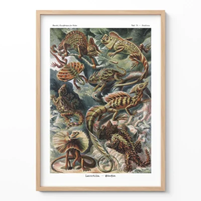 Ernst Haeckel poster reptiles vintage nature print framed on white wall