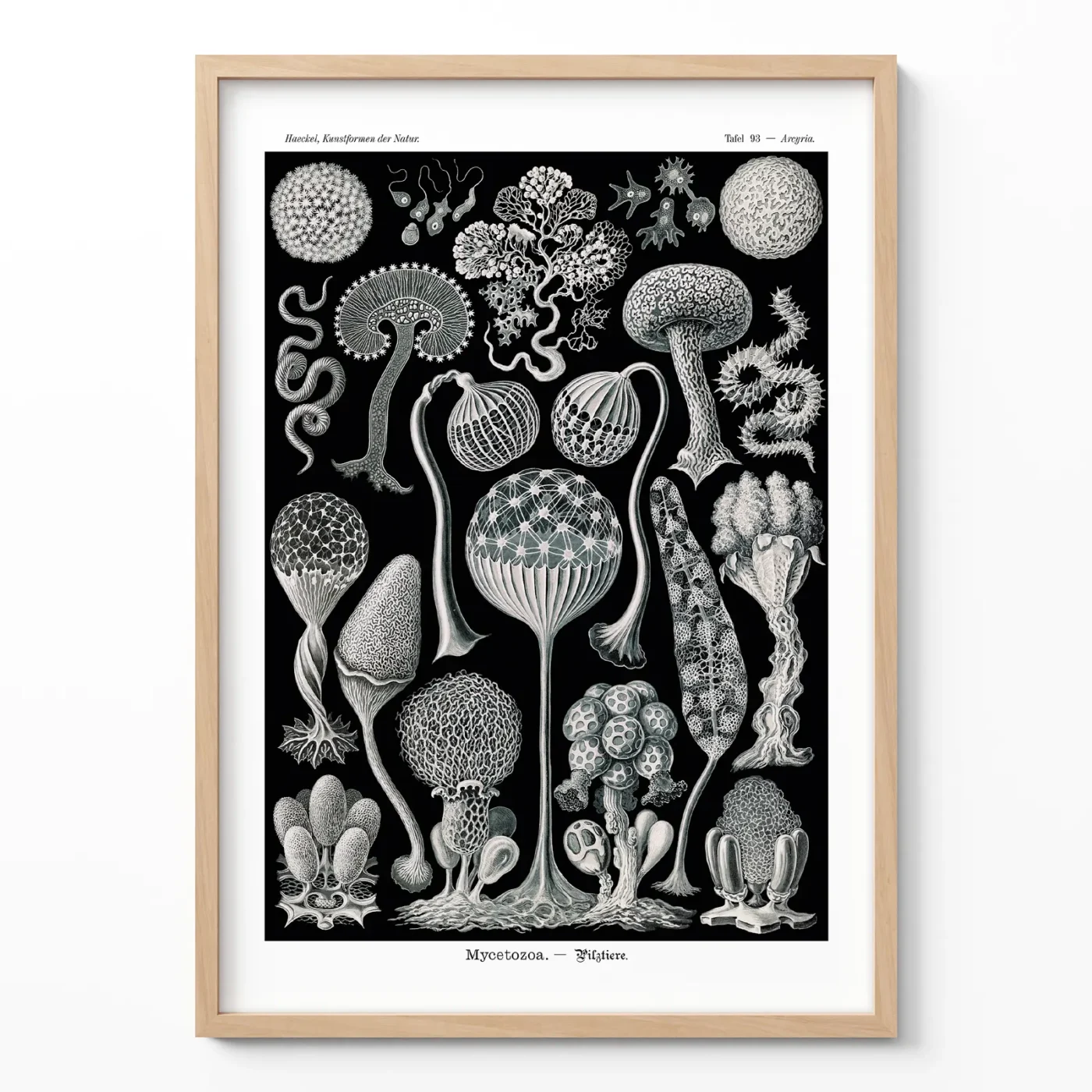 Ernst Haeckel Mycetozoa vintage biology poster framed on white wall