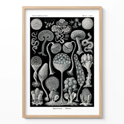 Ernst Haeckel Mycetozoa vintage biology poster framed on white wall