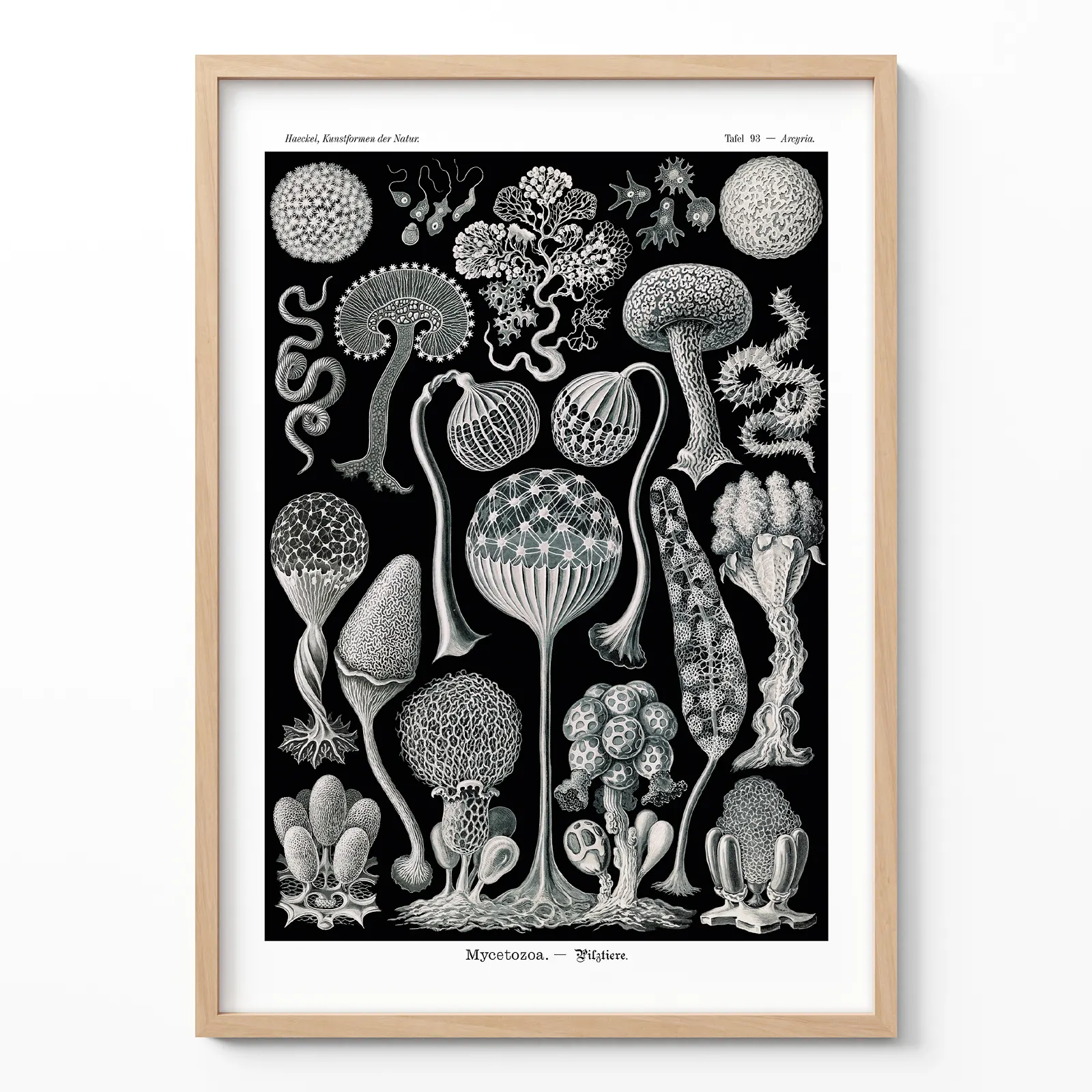 Mycetozoa by Ernst Haeckel Poster – Vintage Biology Print Ernst Haeckel Mycetozoa vintage biology poster framed on white wall