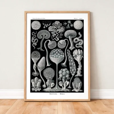 Ernst Haeckel Mycetozoa poster framed on wooden floor