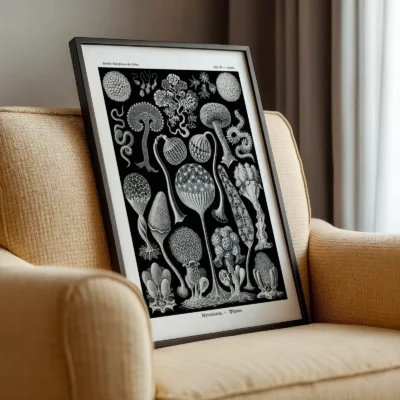 Ernst Haeckel Mycetozoa poster leaning on beige armchair