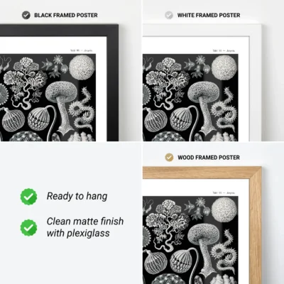 Ernst Haeckel Mycetozoa poster available in black white and wood frames